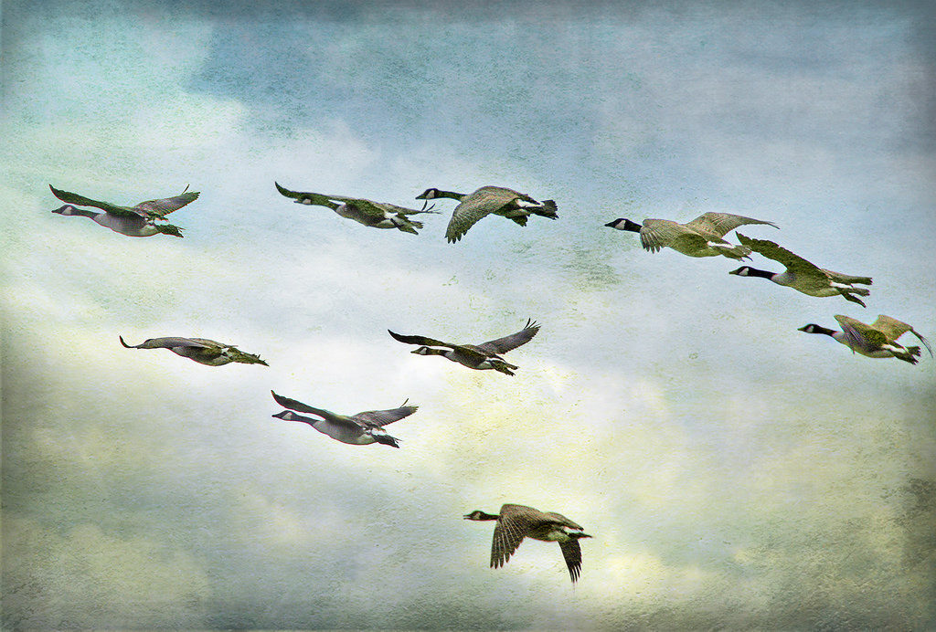 A flock of geese in v-formation against a cloudy sky