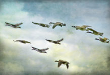 A flock of geese in v-formation against a cloudy sky