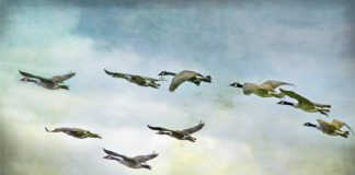 A flock of geese in v-formation against a cloudy sky