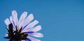 A white flower against a background of blue sky.
