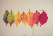 A row of leaves in a line changing in colour from green to red.